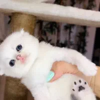 گربه هــ ای پاستلی