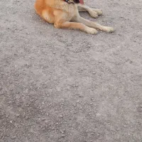 سگ گله