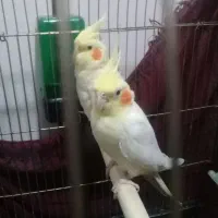 عروس هلندی