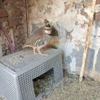 اسباب بازی بچه مرغ|اسباب‌بازی بچه|ایرانشهر, |دیوار