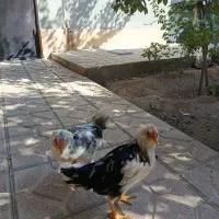 خروس چینی