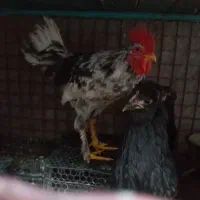 خروس جوان