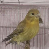 قناری|پرنده|شیراز, گل سرخ|دیوار