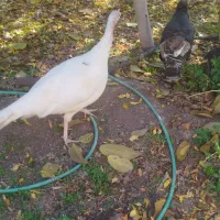 هشدرخان هشدرخان هشدرخان