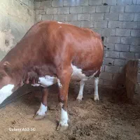 دو عدد گاو مونت