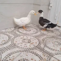 فروش دو اردک خانگی