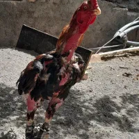 چندعدد تخم لاری نطفه دار