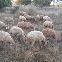 گوسفند بره