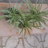 گلهای طبیعی|گل و گیاه طبیعی|شیروان (خراسان), |دیوار