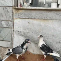 کفتر|پرنده|شیراز, تندگویان|دیوار