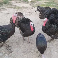 بوقلمون محلی صحیح وسالم|حیوانات مزرعه|گرگان, |دیوار