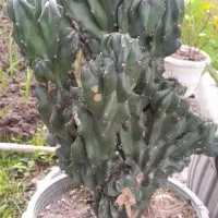 صخره ای|گل و گیاه طبیعی|رشت, حومه رشت|دیوار