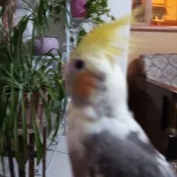 عروس هلندی نر، بالغ سخنگو