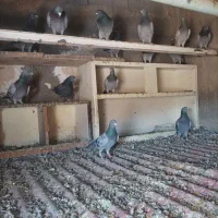 فروش کفتر|پرنده|آذرشهر, |دیوار