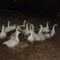 غاز نر و ماده