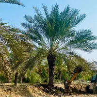 درخت نخل در شهر خورموج و اطراف خورموج را میخرم