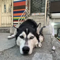 واگذاری رایگان هاسکی نر