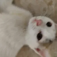 بچه گربه سه ماهه سفید|گربه|زابل, |دیوار