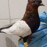 سینه تافته ای وتعداد۶عدد سینه سیاه فوق العاده