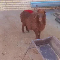 ۲ راس بره ماده سالم باب مالداری.. میش بز بزعاله