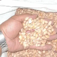 لوبیا چیتی
