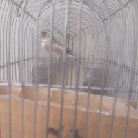 سهره فروش یامعاوضه|پرنده|شیراز, کرونی(خاتونک)|دیوار