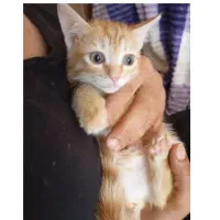 واگذار کاملا رایگان