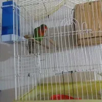 ی جفت عروس هلندی و یک طوطی برزیلی