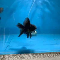 انواع ماهی گلدفیش بوفالو کوریدوراس دیسکس کوی و...