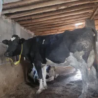 فروش گاو|حیوانات مزرعه|خوی, |دیوار