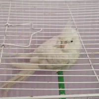 عروس هلندی|پرنده|شیروان (خراسان), |دیوار