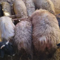 بره کشتی چاق