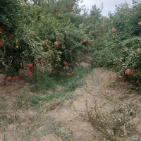 انار درجه ۱