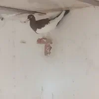 دوتا نر|پرنده|زرند, |دیوار