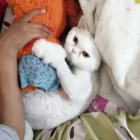 گربه پرشین|گربه|بیرجند, |دیوار