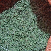 آویشن کوهی اصل برگ پهن