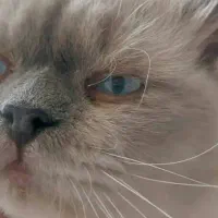 گربه هیمالین|گربه|ارومیه, |دیوار