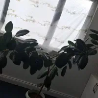 گل طبیعی|گل و گیاه طبیعی|شهرکرد, |دیوار