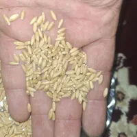 گندم دیم صدرا|گل و گیاه طبیعی|رزن, |دیوار
