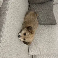 سگ پودل مالتیز کراس