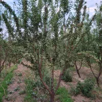 فروش باغ بادام