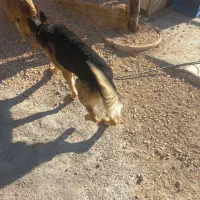 سگ ژرمن نر ماده اصل|سگ|ارژن, |دیوار