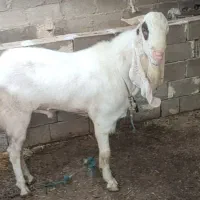 پازن گلابی