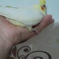 جوجه عروس سرلاکی لوتینو