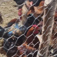 مرغ خروس محلی تخمگذار