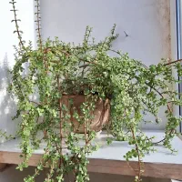 گل خرفه‌‌ای|گل و گیاه طبیعی|تربت جام, مطهری|دیوار