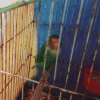 طوطی سرحال دستی|پرنده|بجنورد, |دیوار