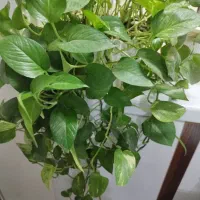 گلدان پیتوس و سانسوریا پا کوتاه هر دو ۴۰۰