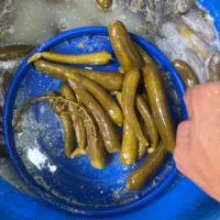 رب انار-خیار شور-انجیر