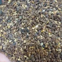 کنجد درجه یک